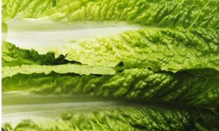 Leaves-of-cos-romaine-let-001